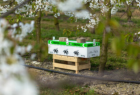 Fruitteler gebruikt Natupol Tripol voor bestuiving in de buitenlucht