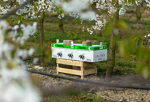 Fruitteler gebruikt Natupol Tripol voor bestuiving in de buitenlucht