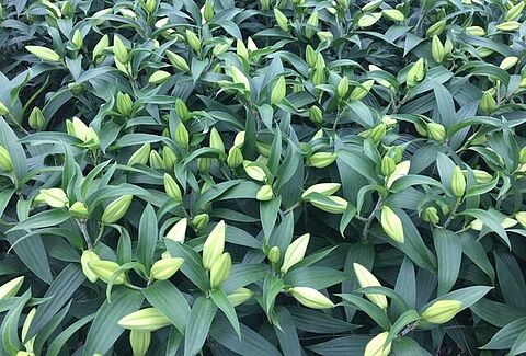 Leliegewas in (biologisch) evenwicht