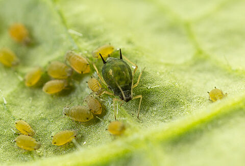 Een nieuwe strategie tegen katoenluis in komkommers