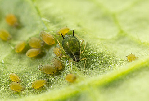 Cotton aphid Aphis gossypii on leaf