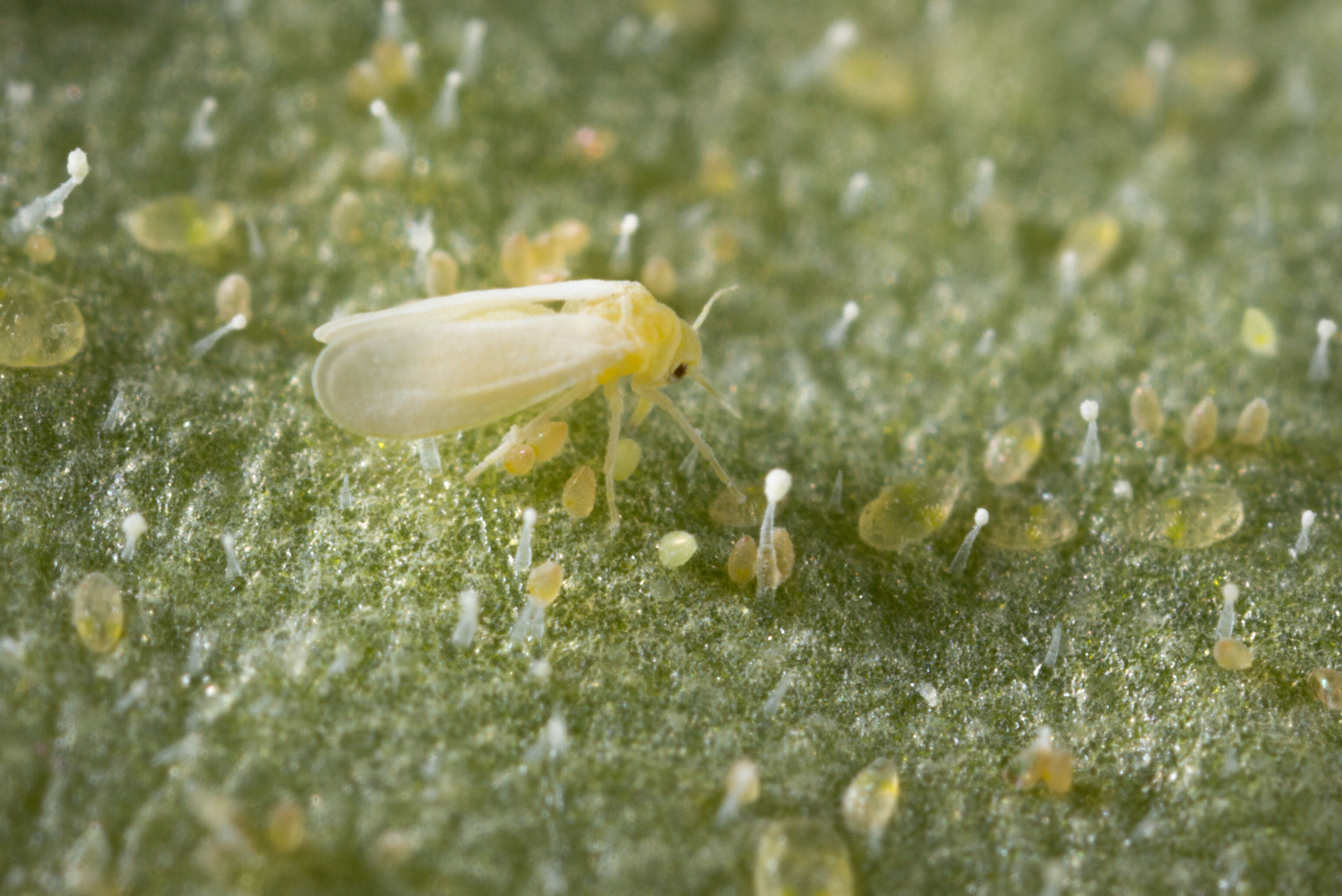 Checklist Assimilatiebelichting