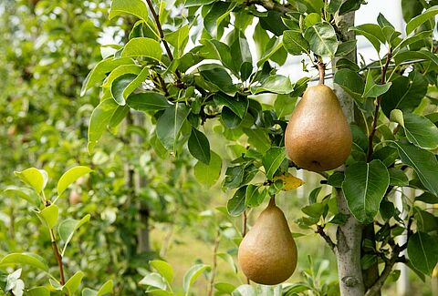 Trianum-P bestrijdt zwartvruchtrot bij peren