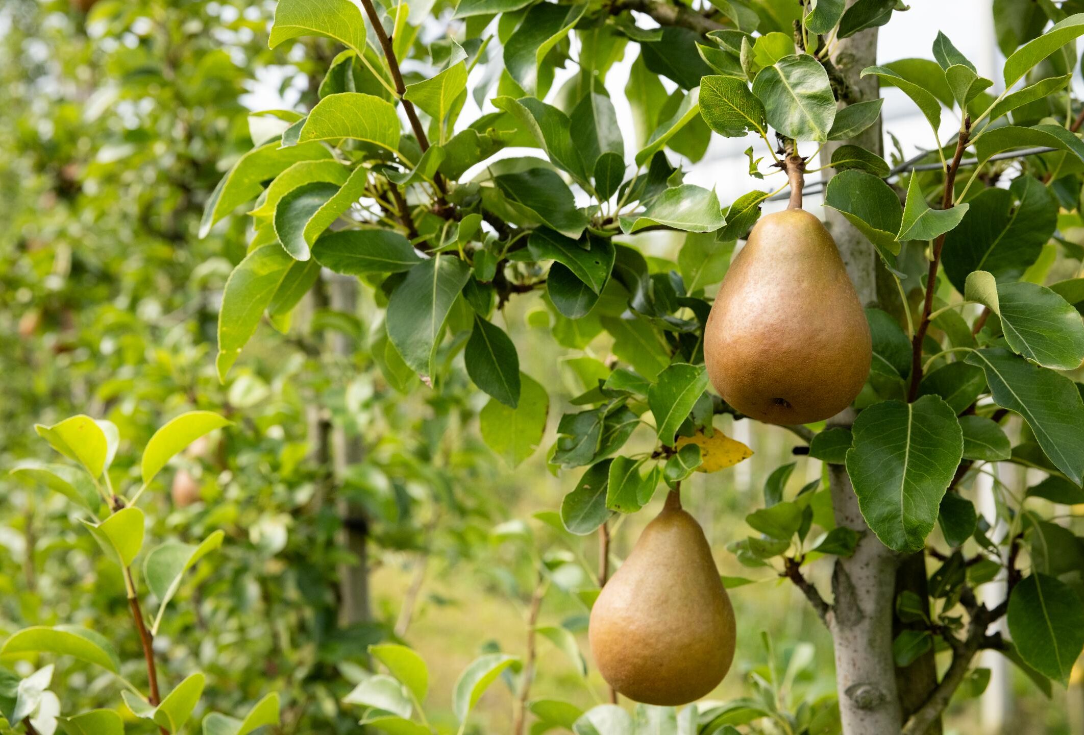 Trianum-P bestrijdt zwartvruchtrot bij peren