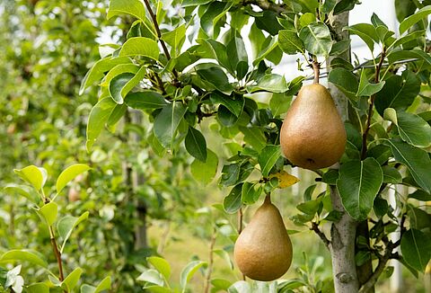 Trianum-P bestrijdt zwartvruchtrot bij peren
