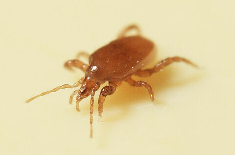 Bestrijding varenrouwmuglarven succesvol met bodemroofmijt