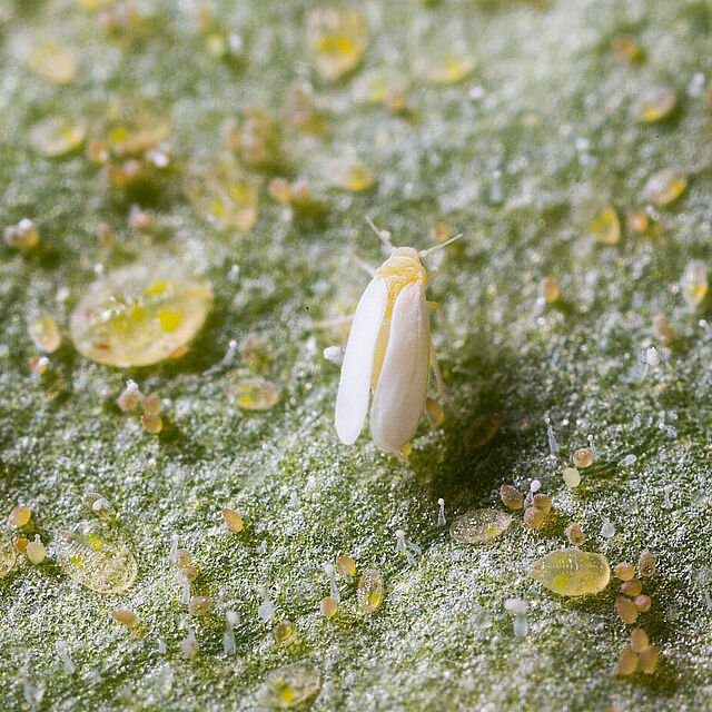 Tobacco whitelfy Bemisia tabaci infestation on leaf