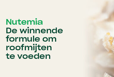 Nutemia: de winnende formule om roofmijten te voeden
