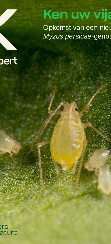 Een nieuw Myzus persicae-genotype