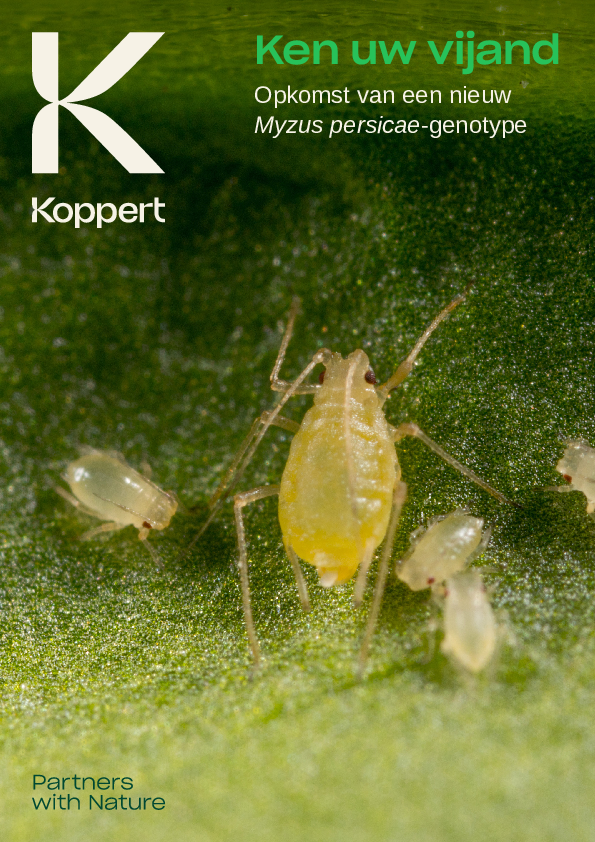 Een nieuw Myzus persicae-genotype