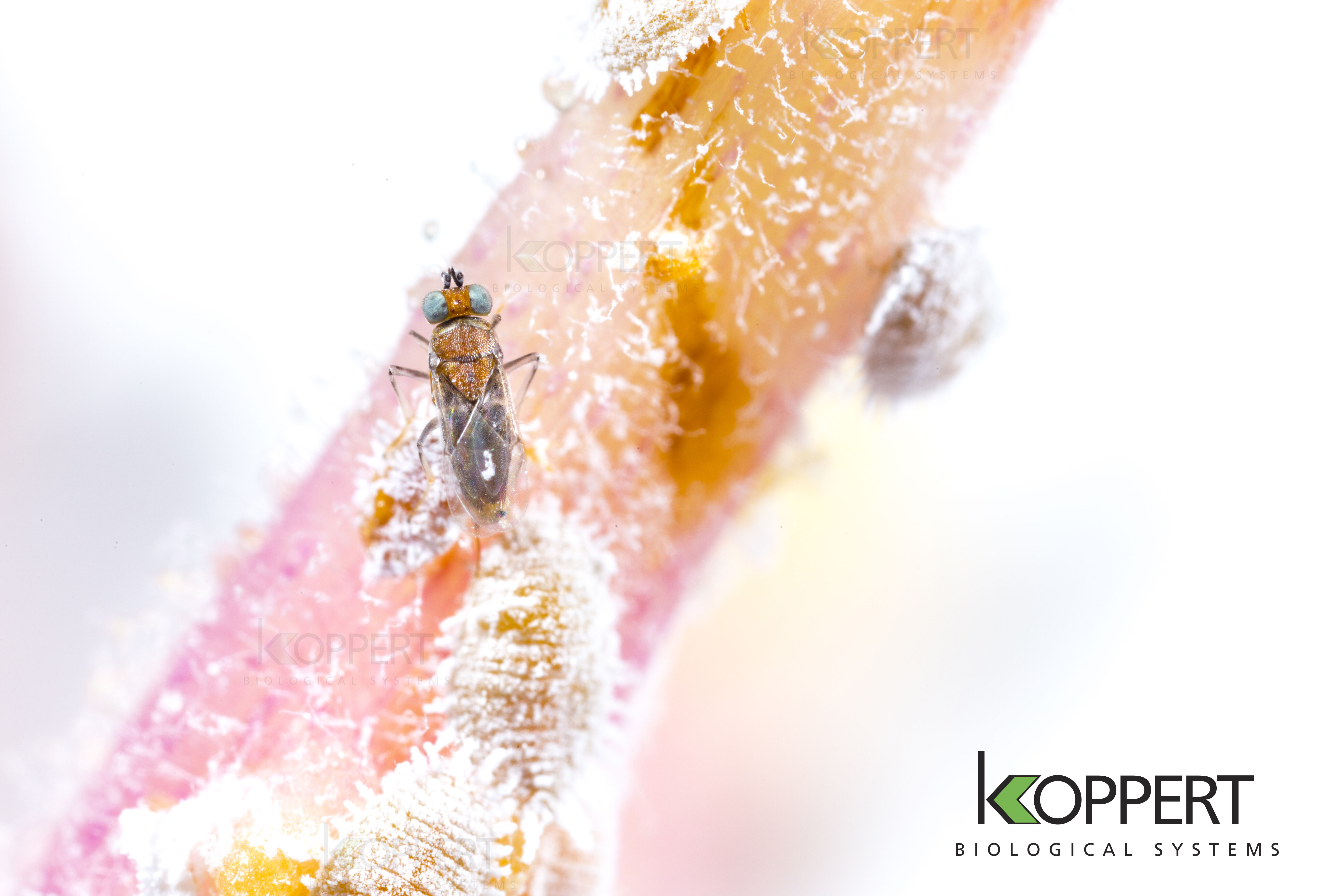 BINGO organiseert workshop 'New techniques for better biocontrol'