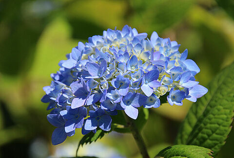 Samen op weg naar een bloeiend resultaat in Hortensia
