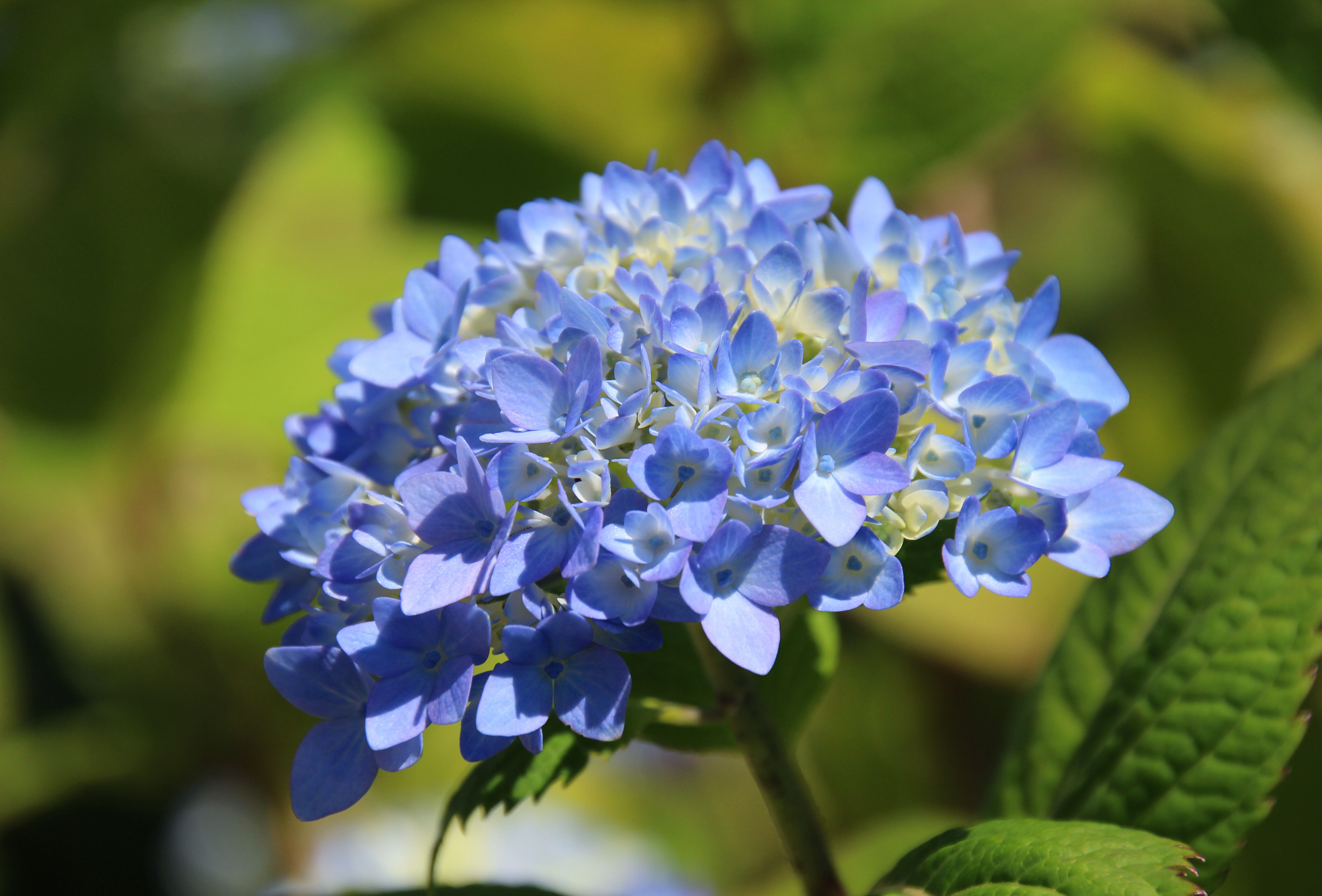 Samen op weg naar een bloeiend resultaat in Hortensia