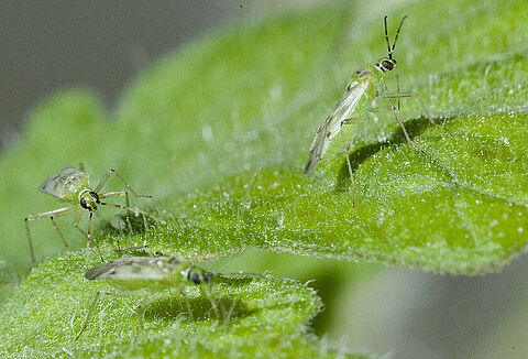 Nesidiocoris tenuis in tomaat: vermijd paniekvoetbal