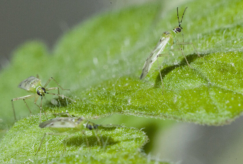 Nesidiocoris tenuis in tomaat: vermijd paniekvoetbal