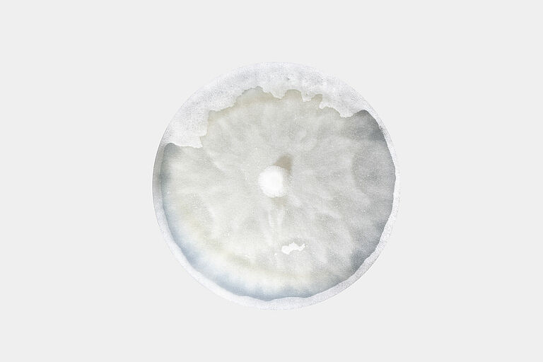 Damping-off Pythium aphanidermatum in petri dish