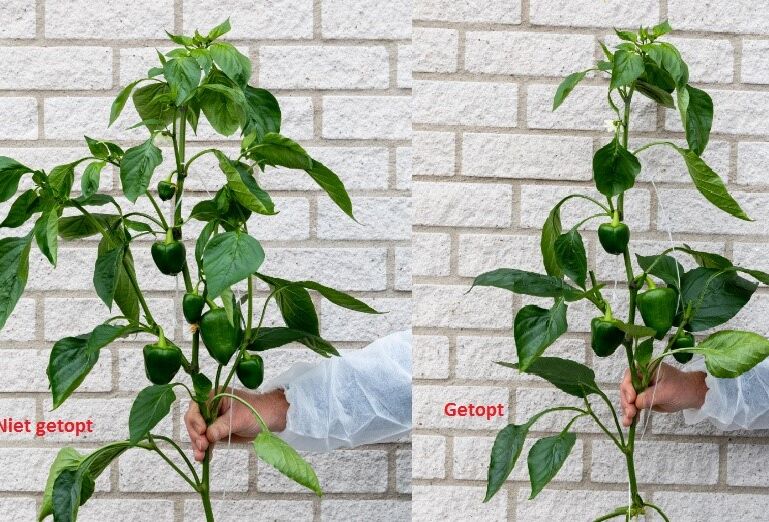 Succesvol Orius inzetten