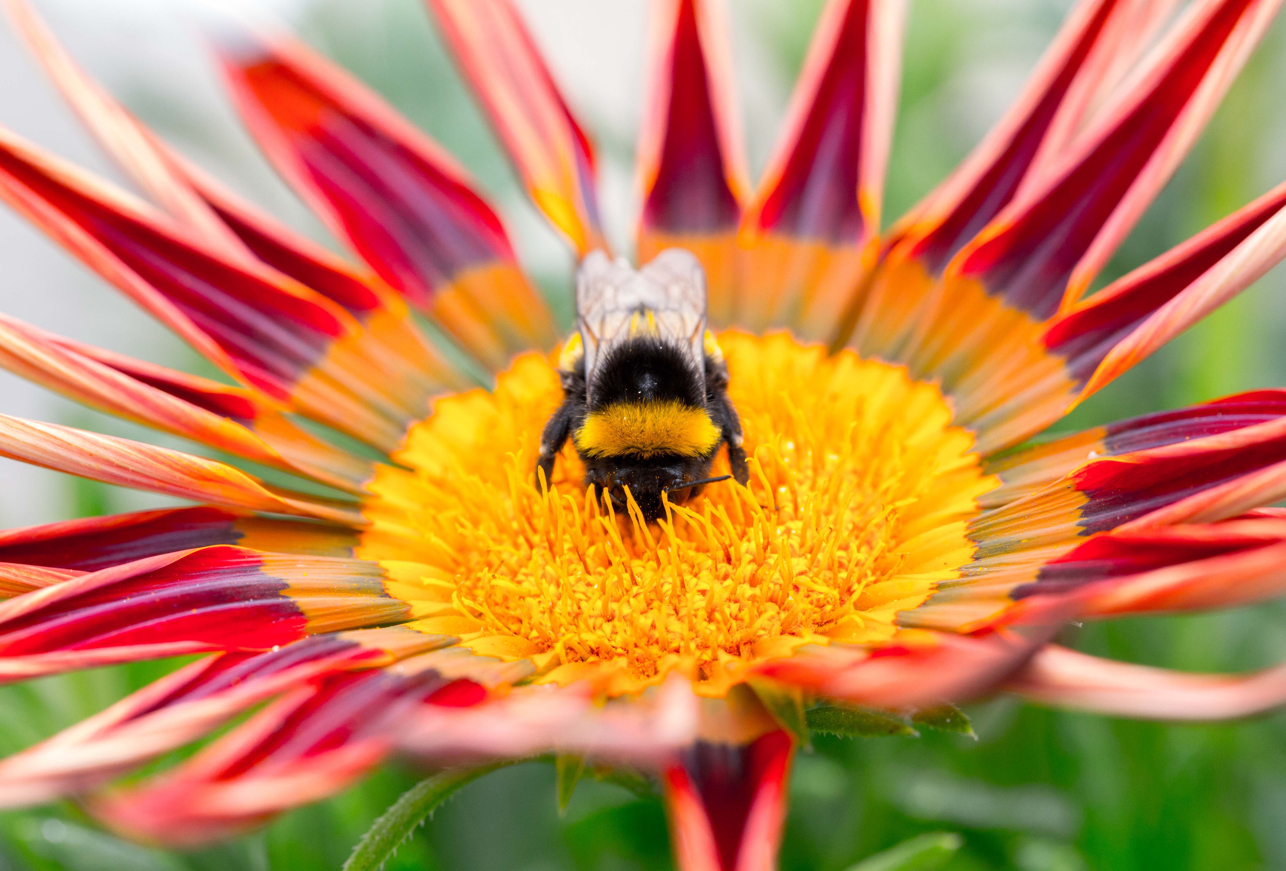 Jaarcongres: Landbouw zonder chemie – Hoe dan?