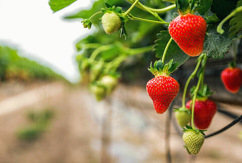 Aardbeien in de volle grond gedijen goed op Vidi Funda