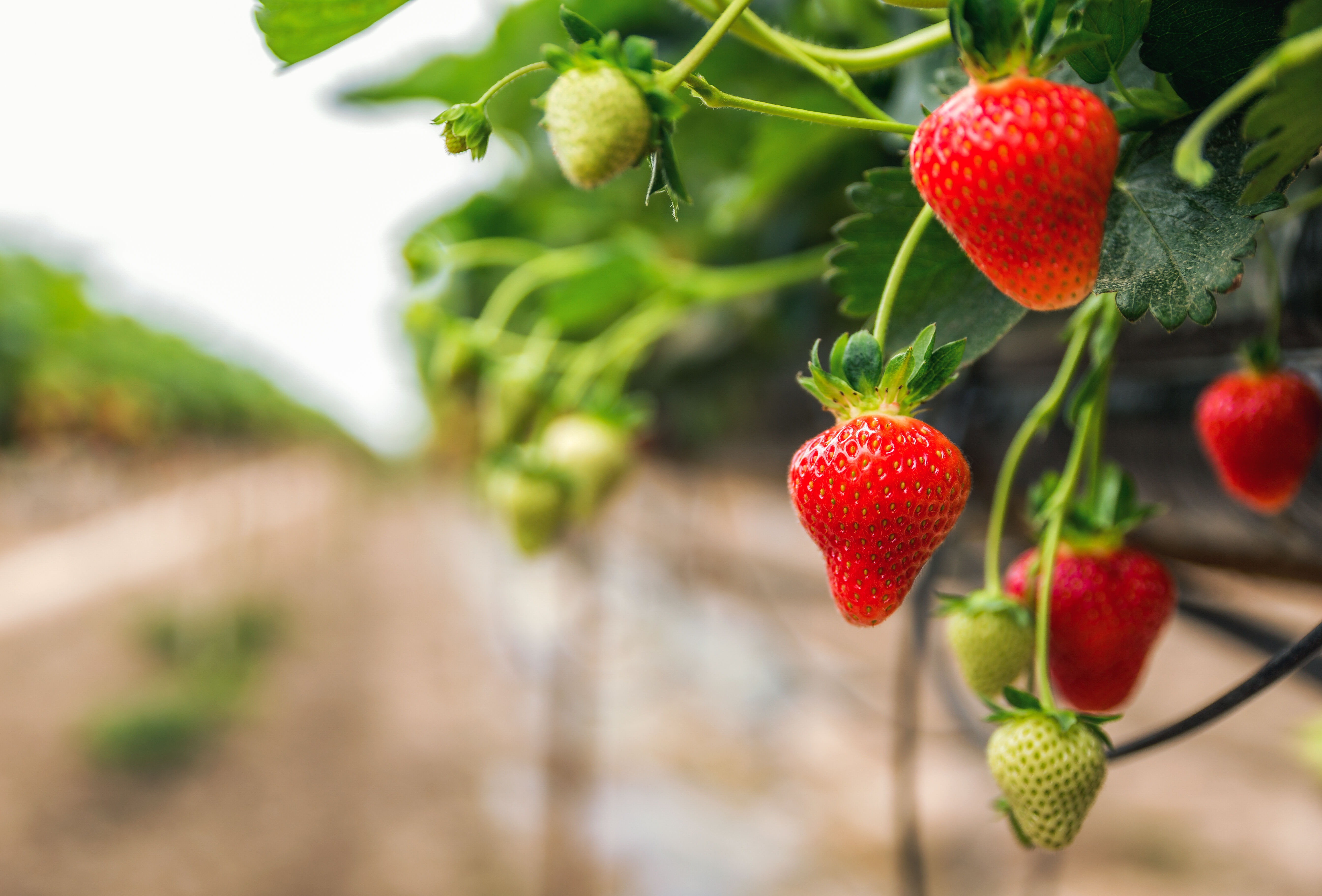 Aardbeienmiddag 2026 - Koppert & Vos Capelle