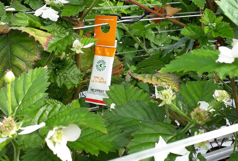 Schoon starten in bramen