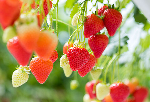 Voorkom wortelproblemen in de aardbeienopkweek met Natugro!