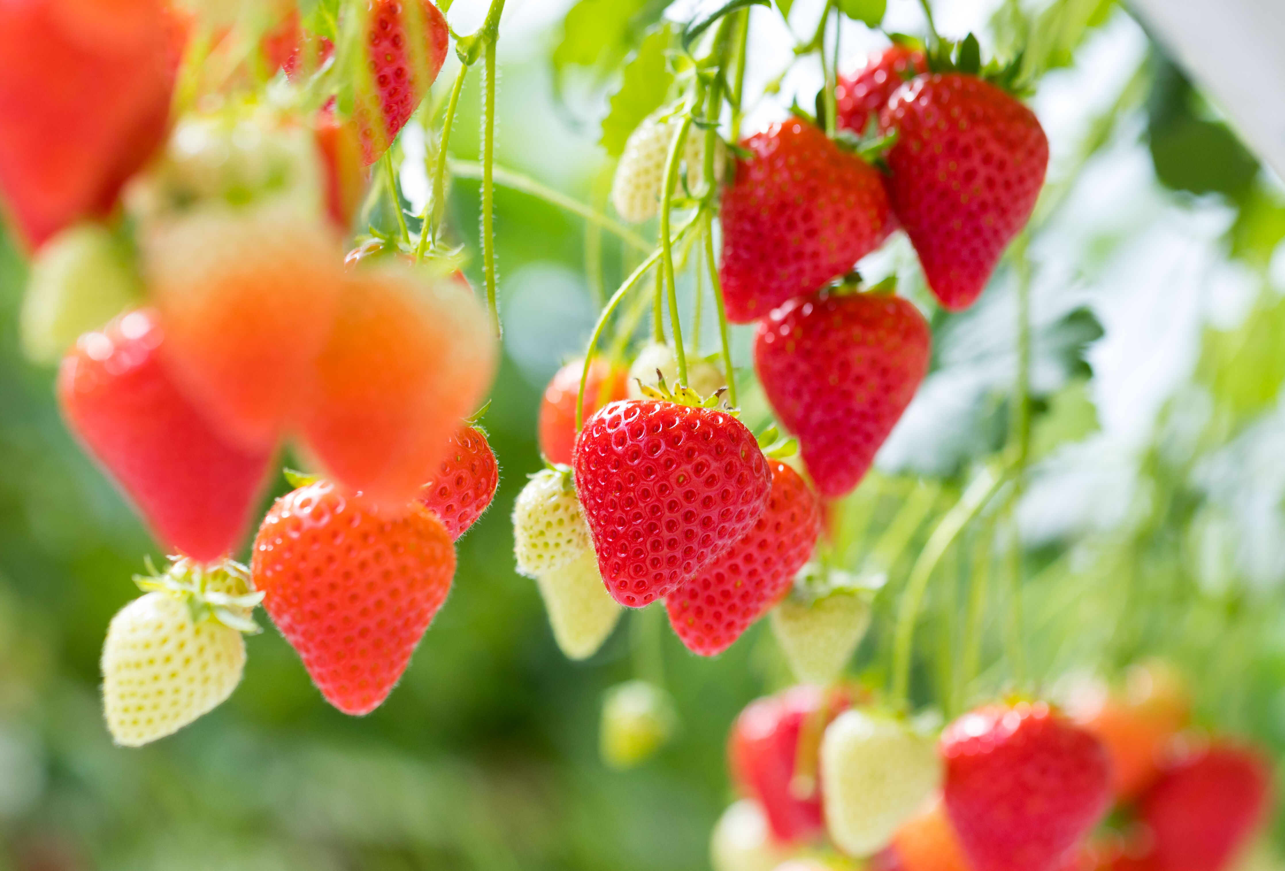 Voorkom wortelproblemen in de aardbeienopkweek met Natugro!
