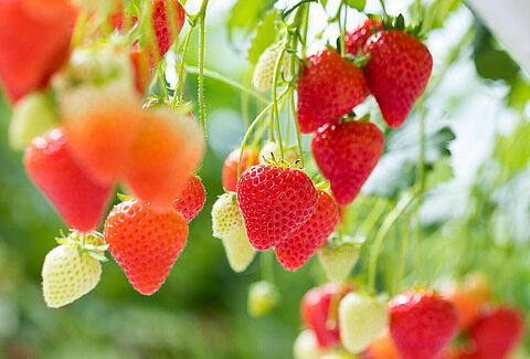 Voorkom wortelproblemen in de aardbeienopkweek met Natugro!