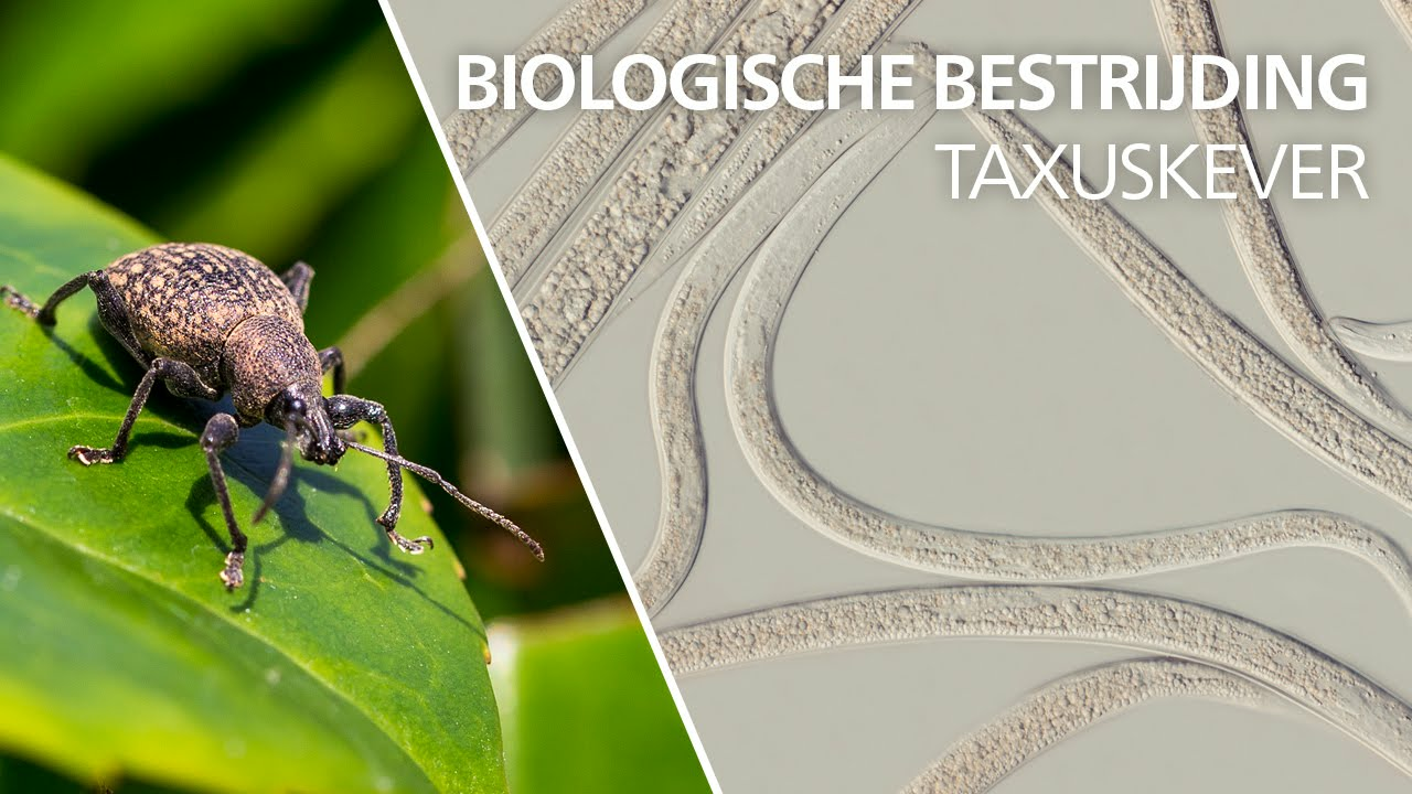 Bestrijding van taxuskever - Heterorhabditis bacteriophora