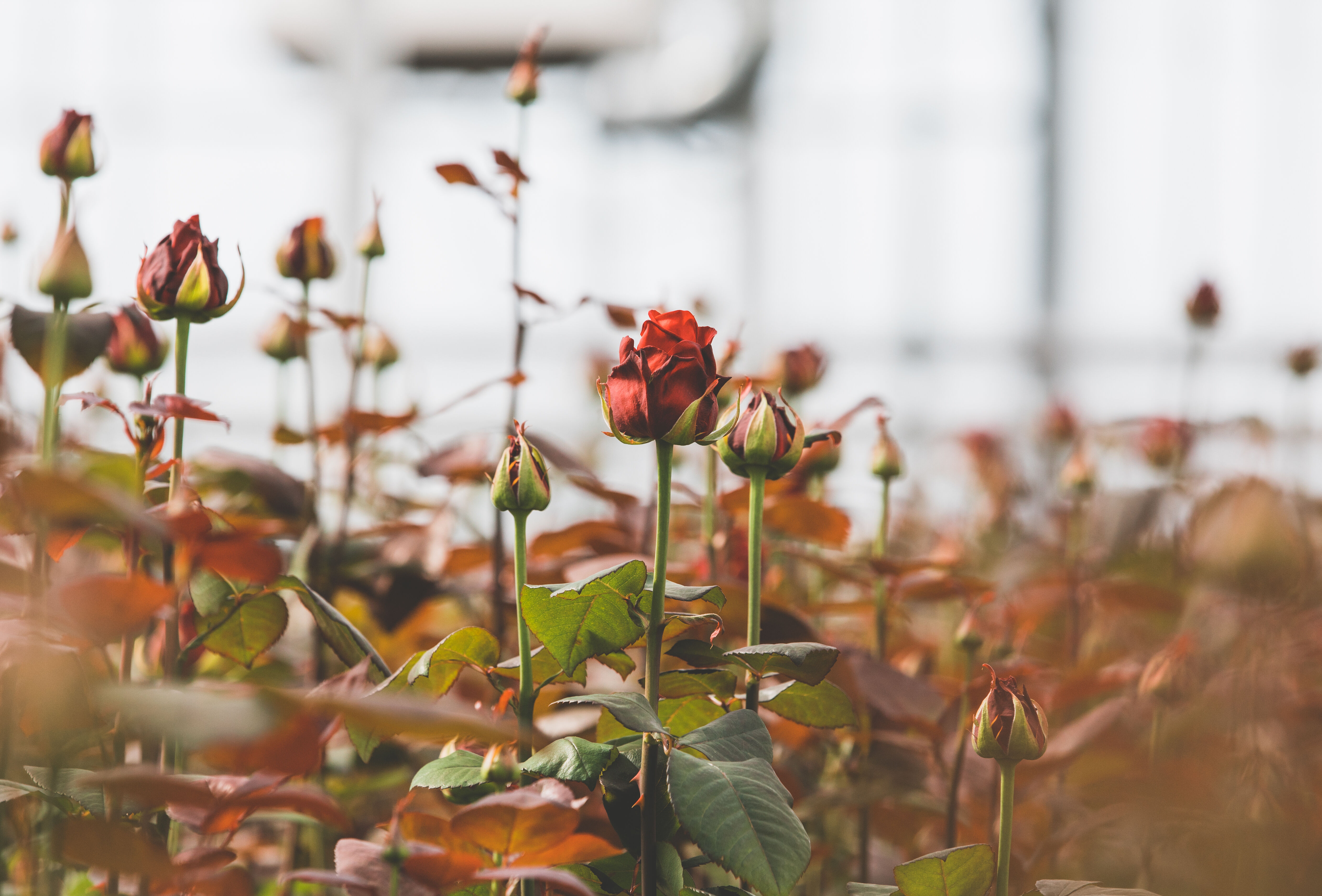 Weerbaar het nieuwe jaar in?
