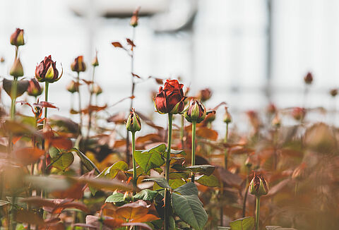 Weerbaar het nieuwe jaar in?