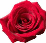 Gewas met Trianum sneller uit de stress