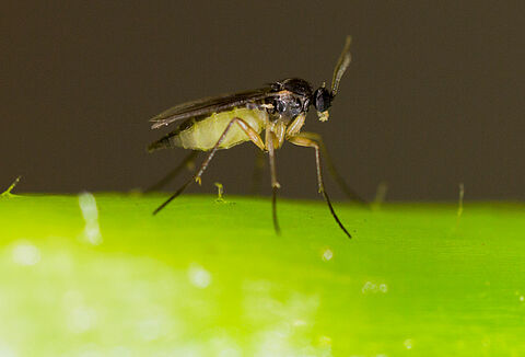 Alert op varenrouwmug in de opkweek van aardbei