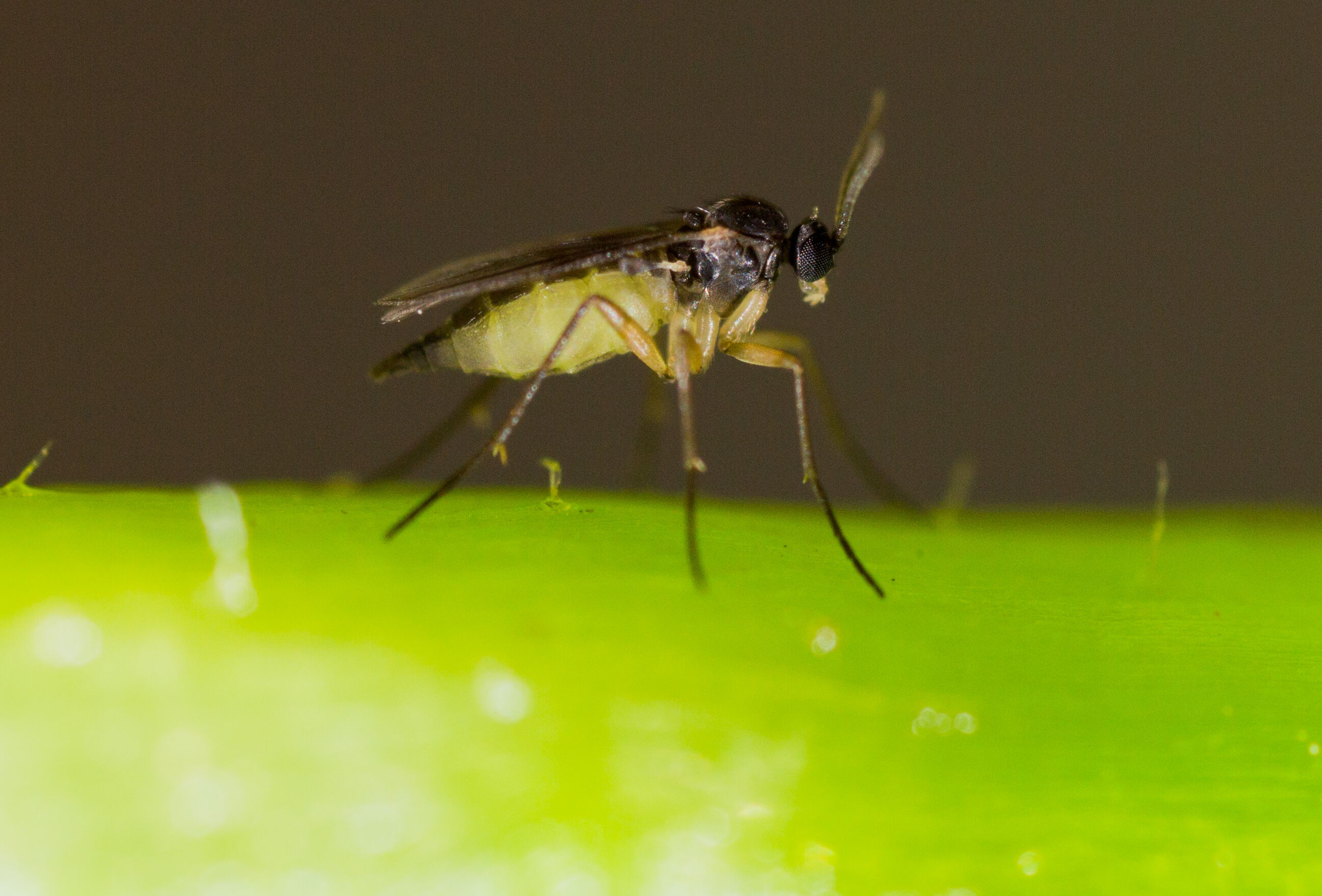 Alert op varenrouwmug in de opkweek van aardbei