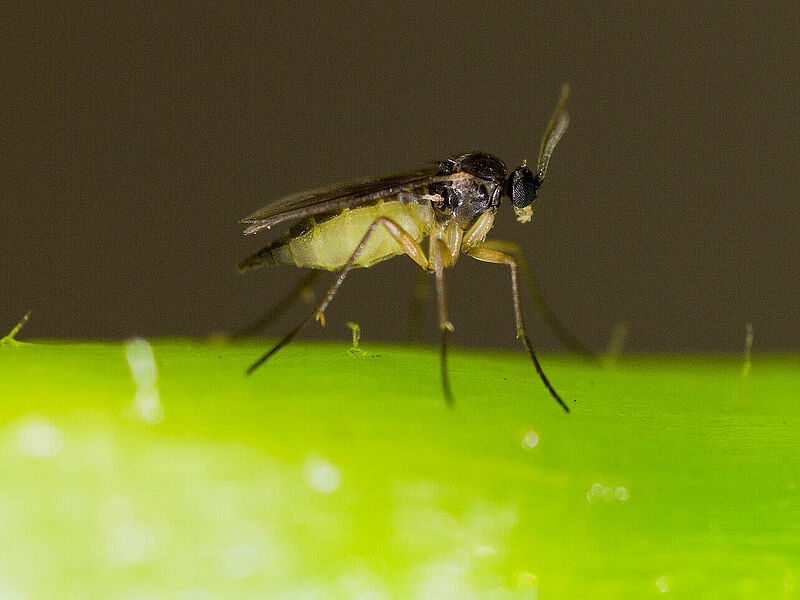 Fungus gnat Sciaridae Adult