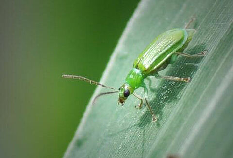 Northern Corn Rootworm