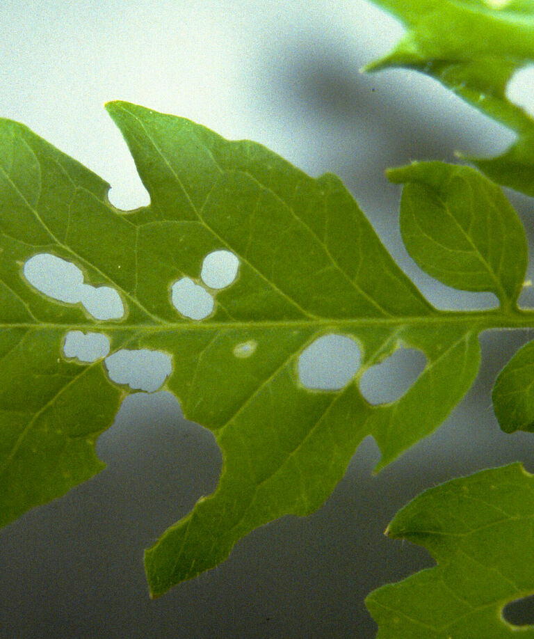Damage caused by the Bright-line brown-eye moth Lacanobia oleracea
