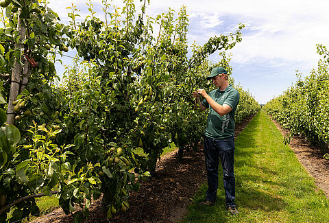 Biologisch fungicide Trianum-P nu geregistreerd voor peren