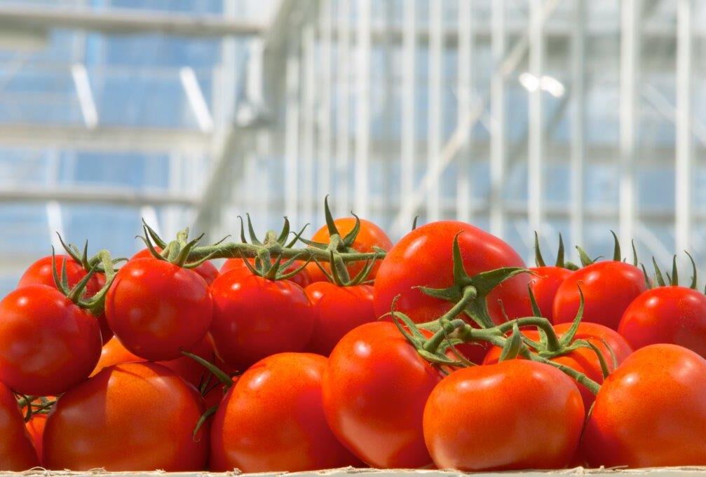 Complexe situatie in belichte tomaten eist maatwerk