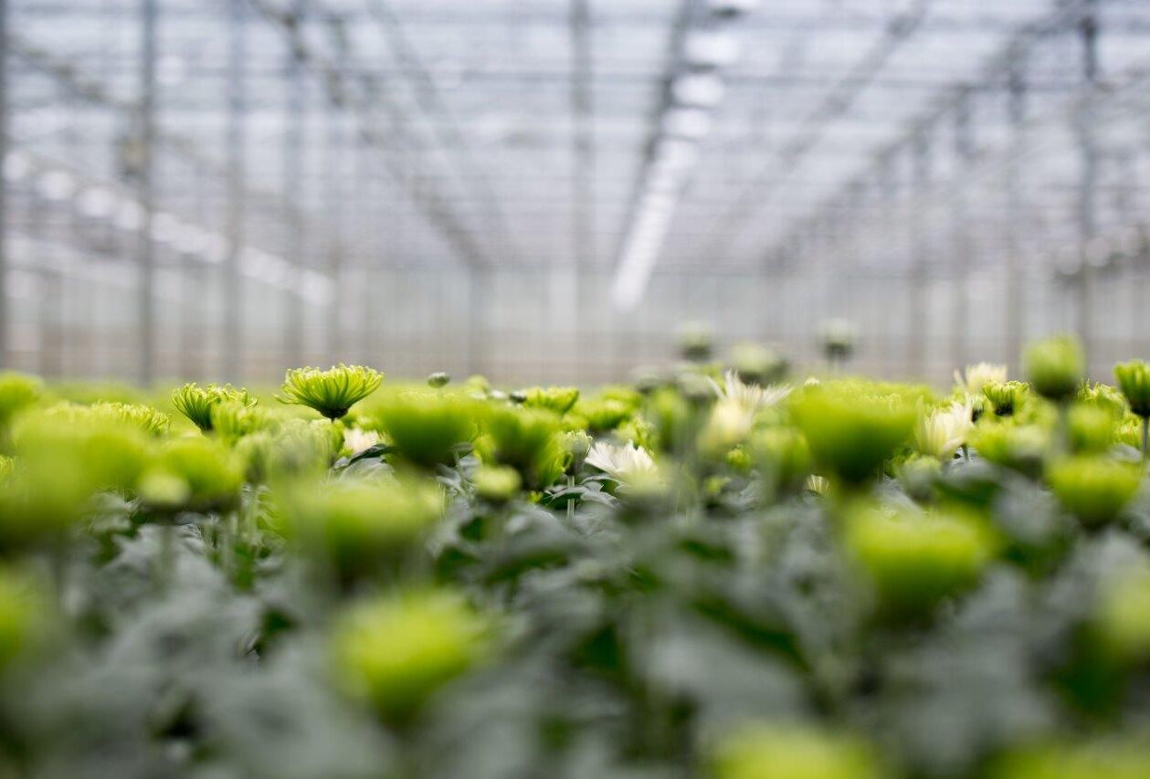 Uitkloppen: een tweede, handige scoutingmethode in chrysant
