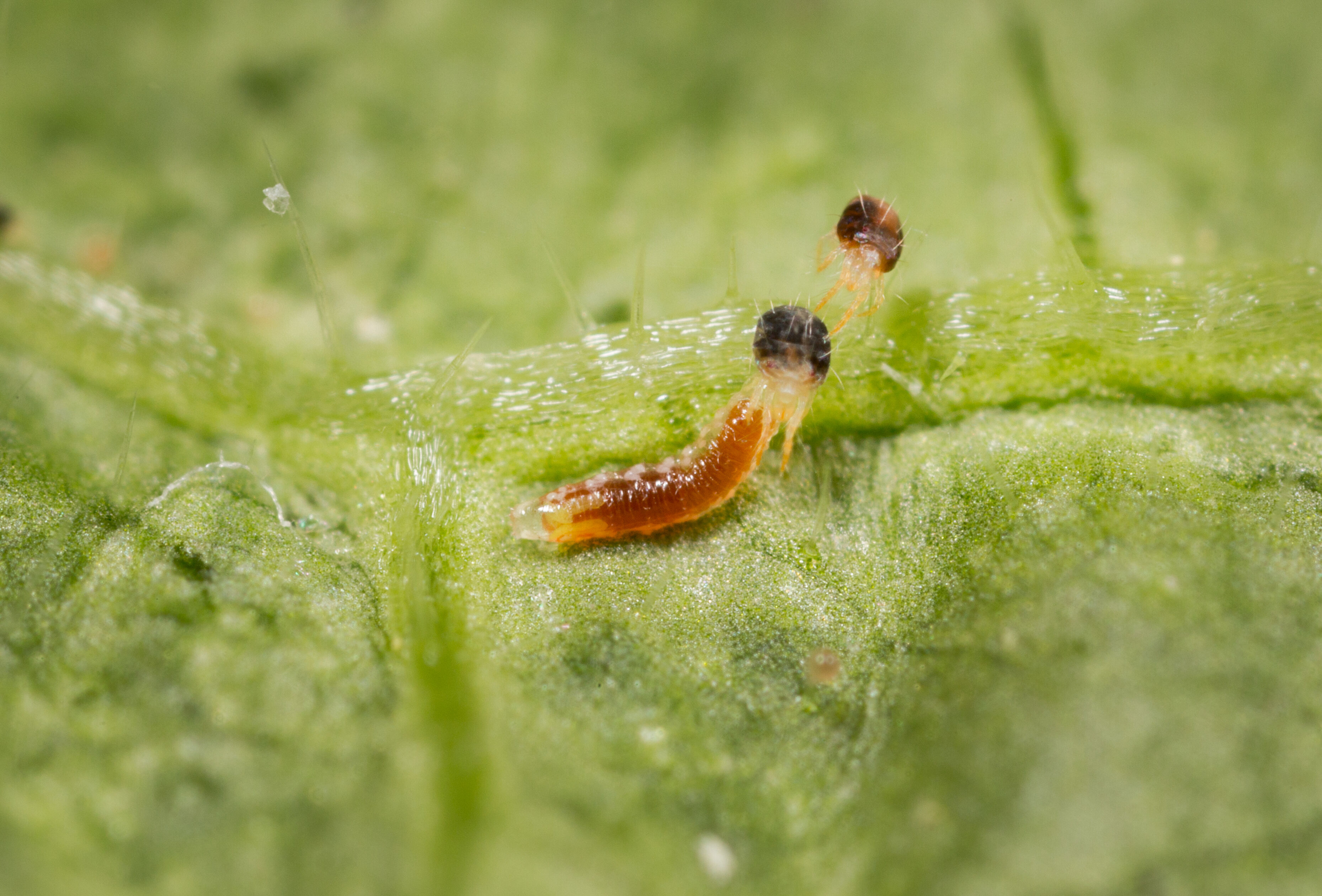Extra Spidend bij aanhoudende spint in paprika