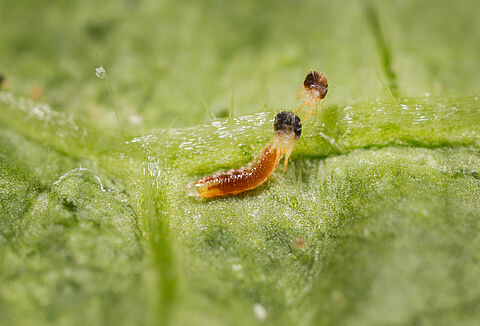 Extra Spidend bij aanhoudende spint in paprika