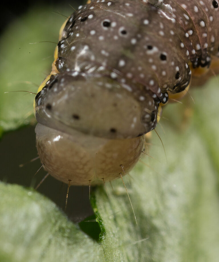 Larva of the Bright-line brown-eye moth Lacanobia oleracea