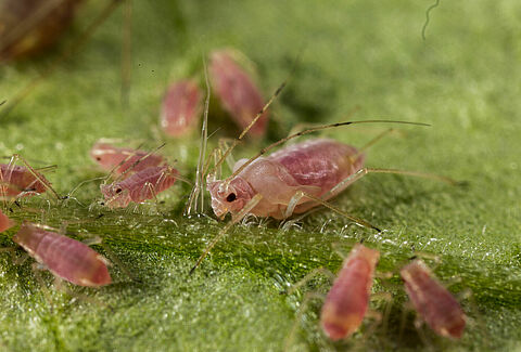 Potato aphid Macrosiphum euphorbiae