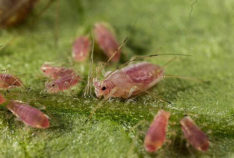 Aardappeltopluis