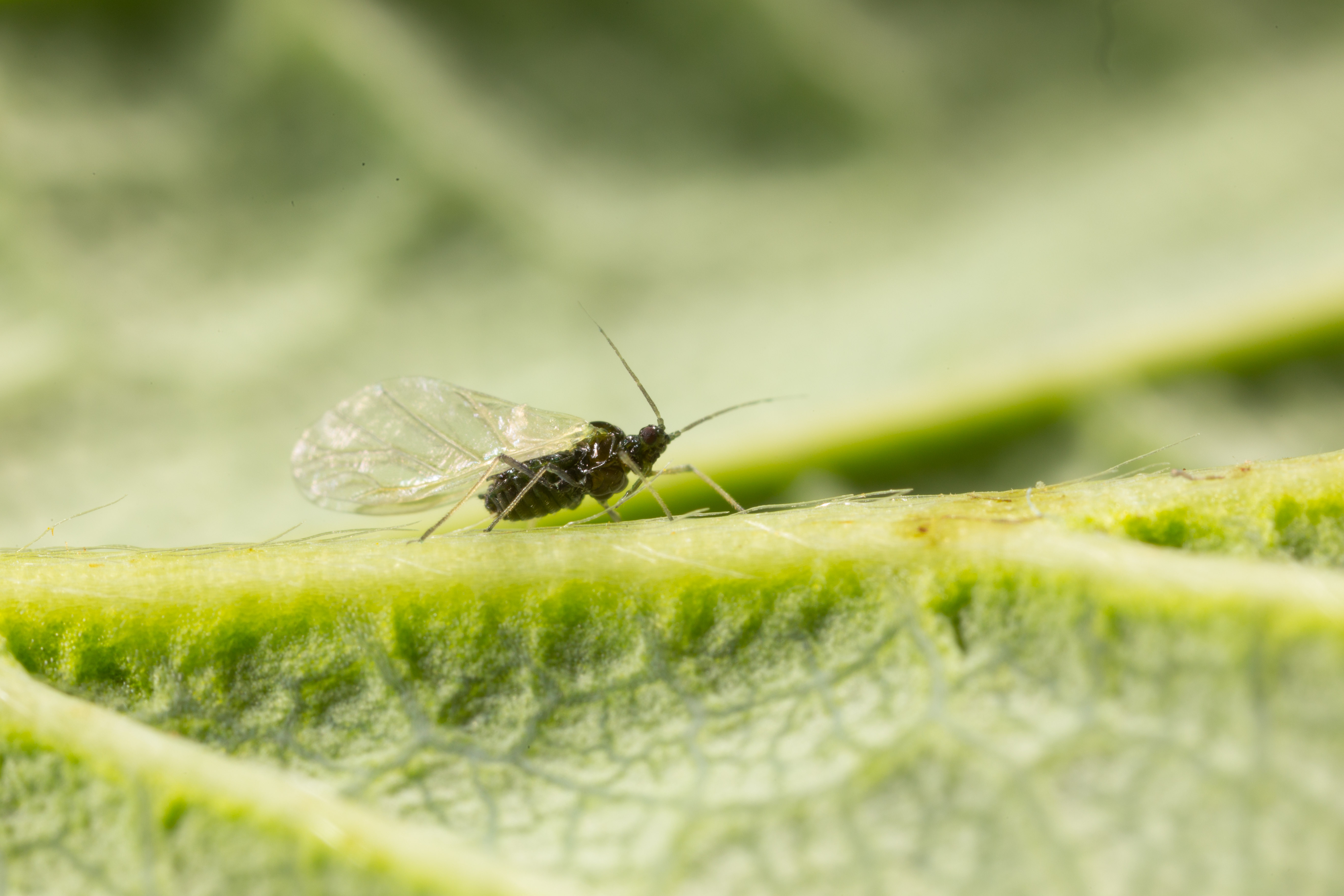 Black bean aphid Aphis fabae on leaf