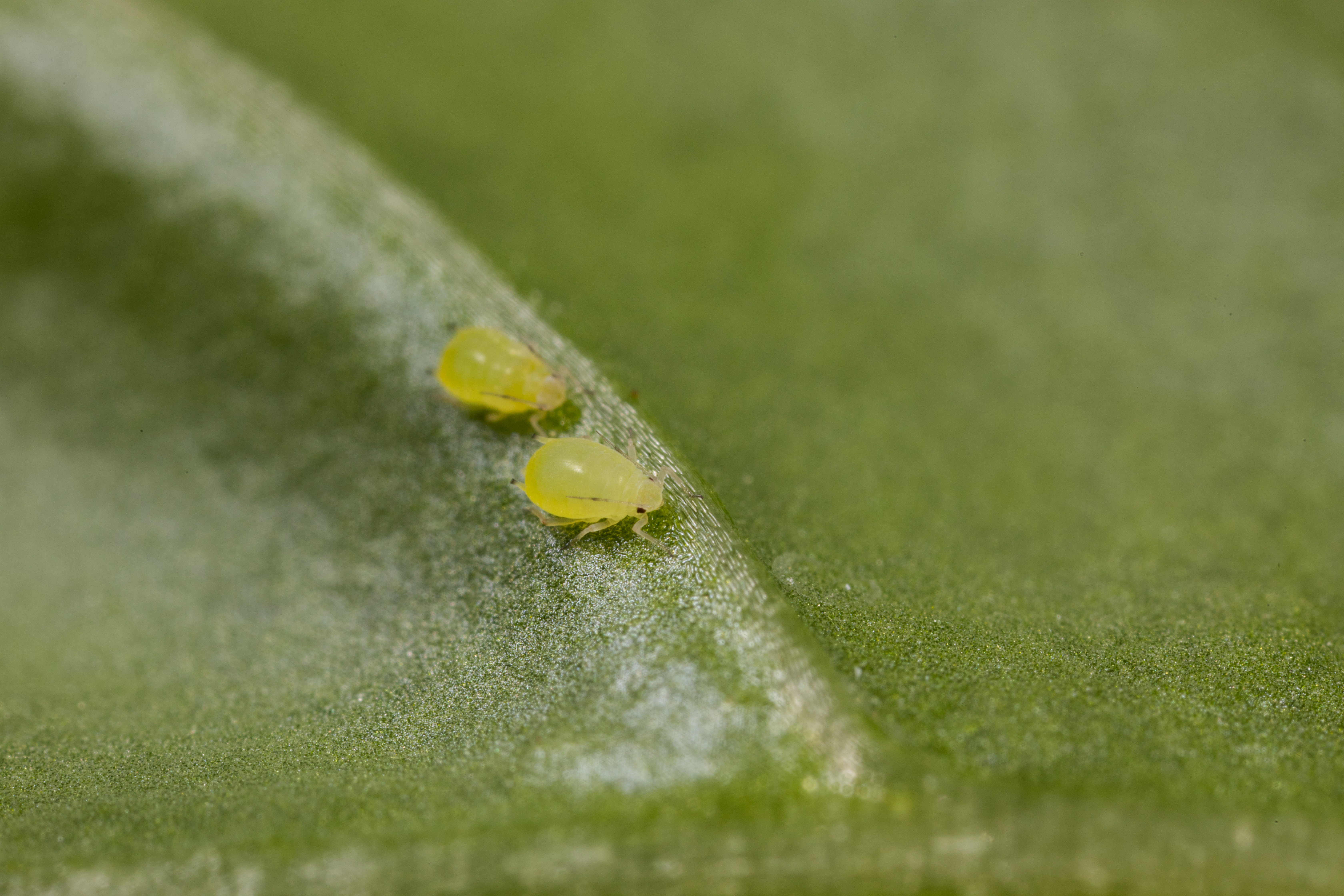 Buckthorn aphid Aphis nasturtii