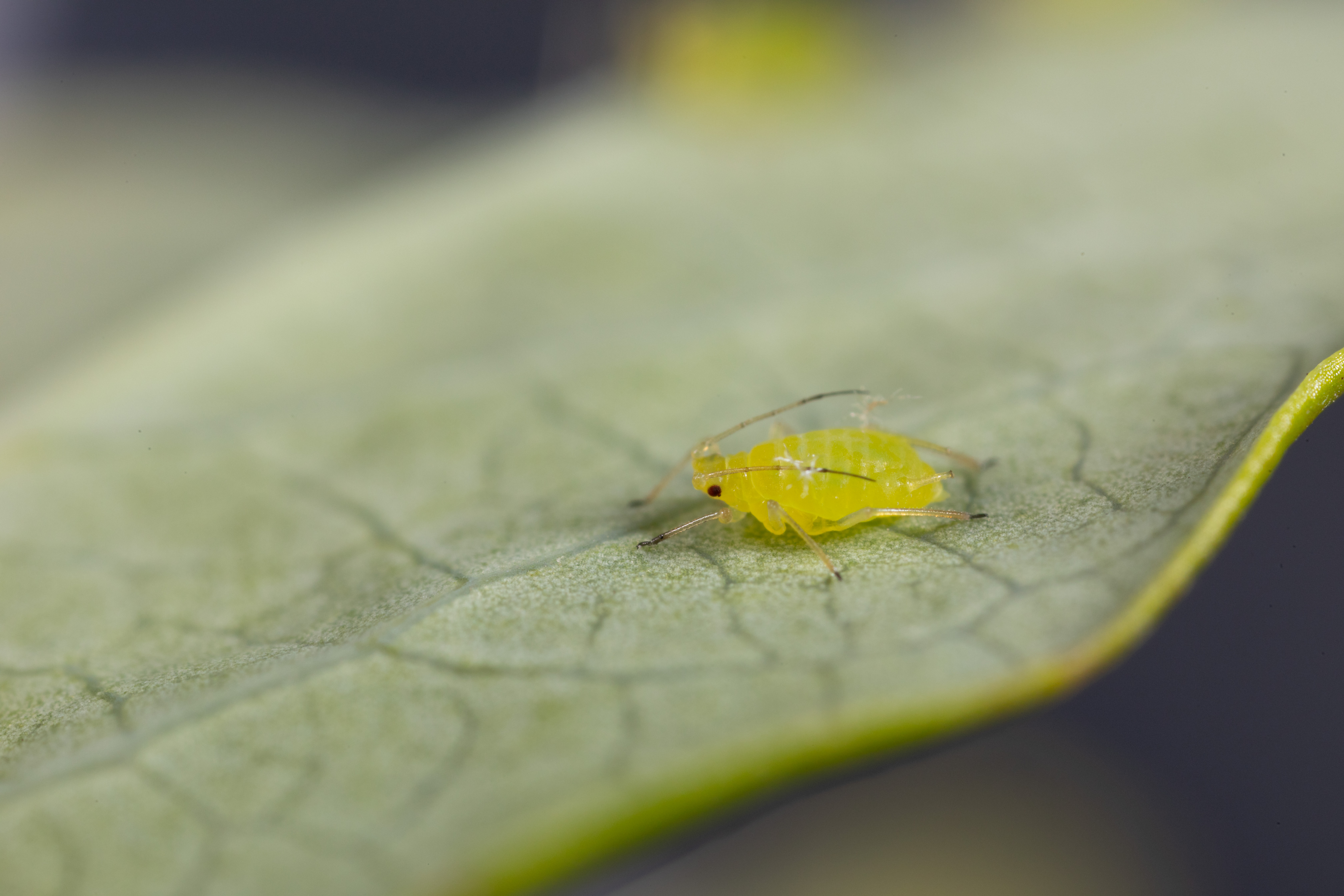 Blueberry aphid Ericaphis fimbriata