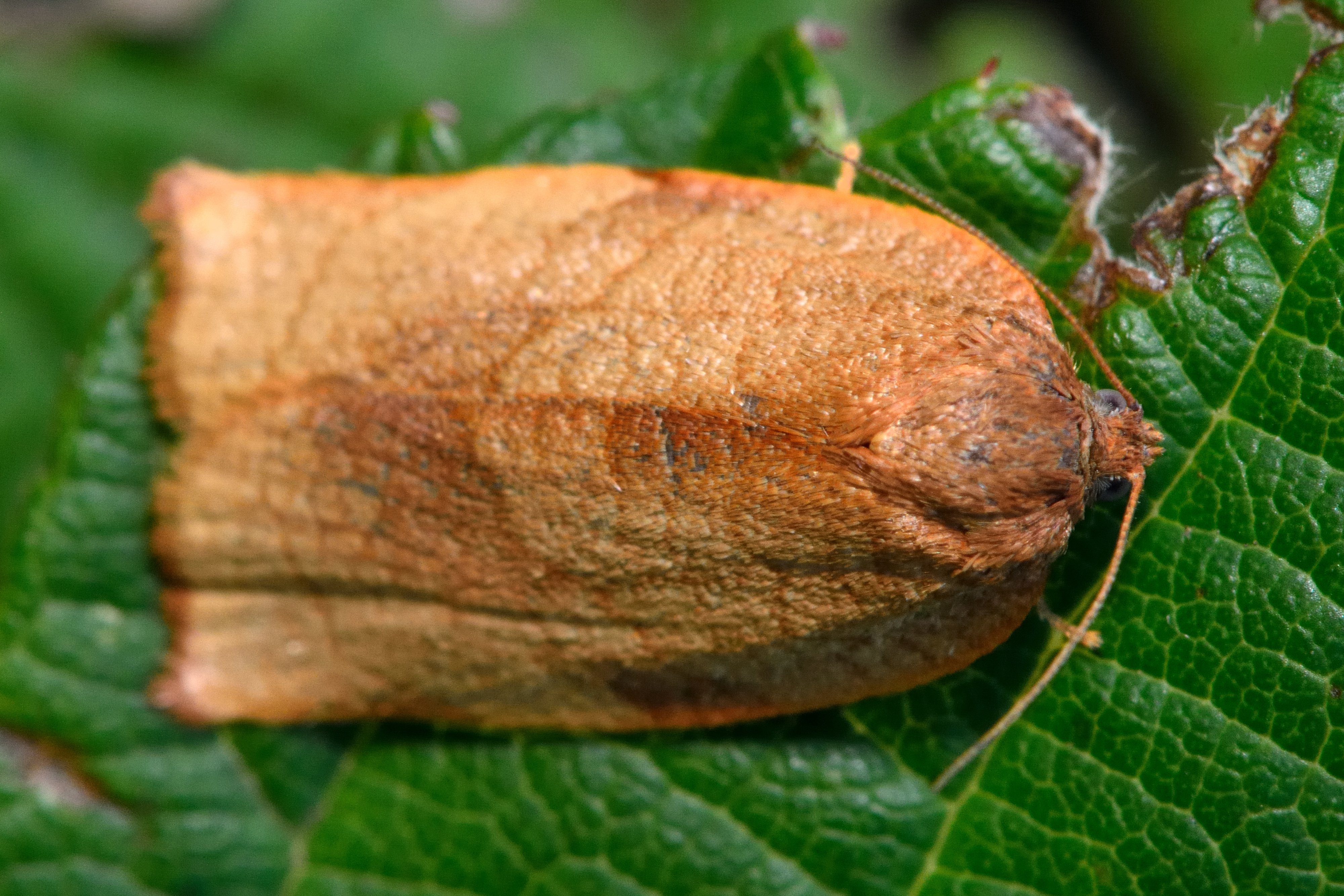 Carnation tortrix Cacoecimorphapronubana Adult stage