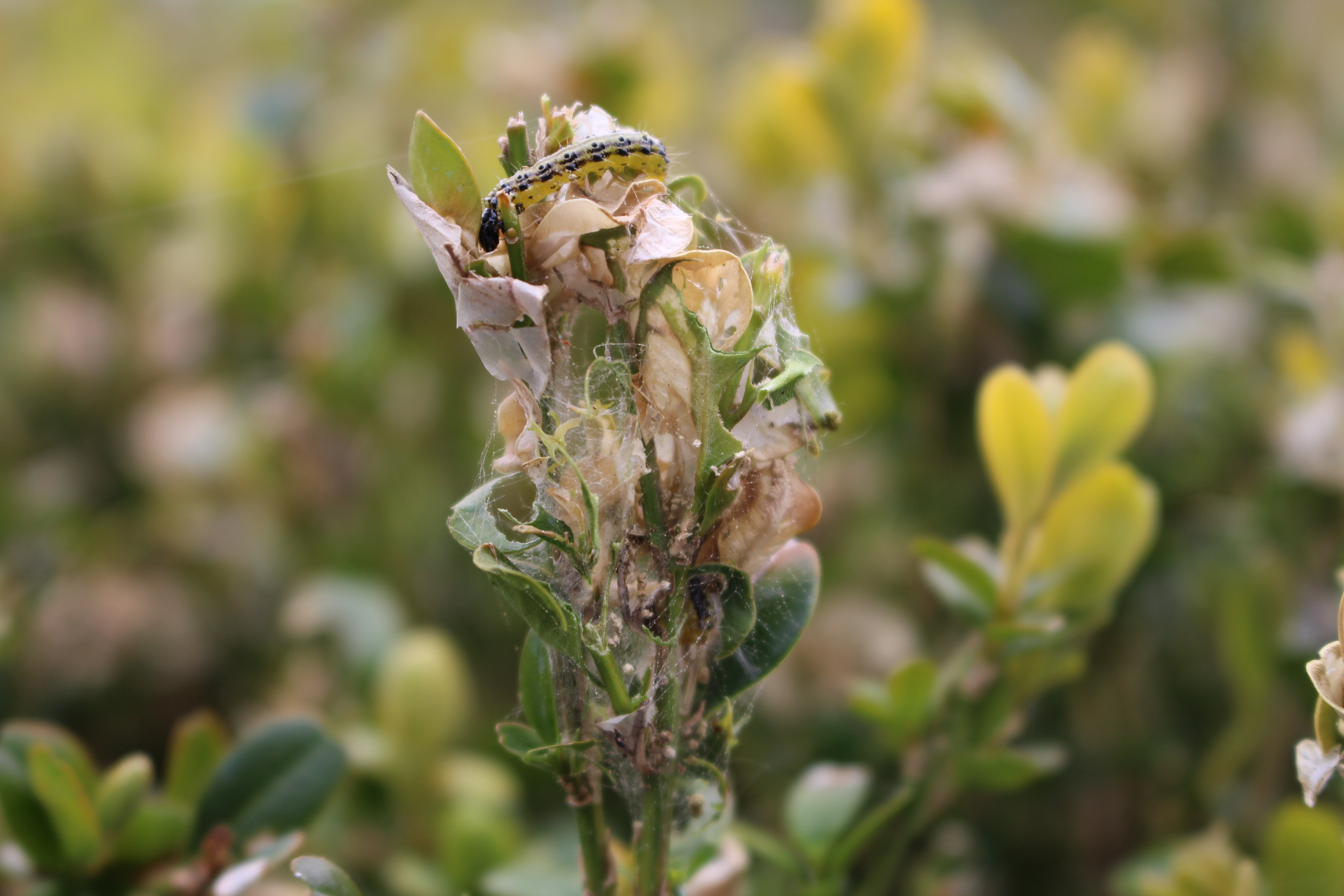 Damage caused by the Box tree moth Cydalima perspectalis